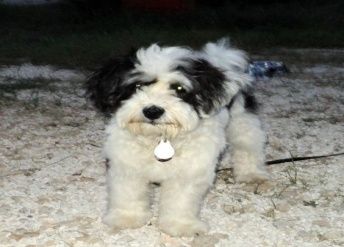 Benji Benji